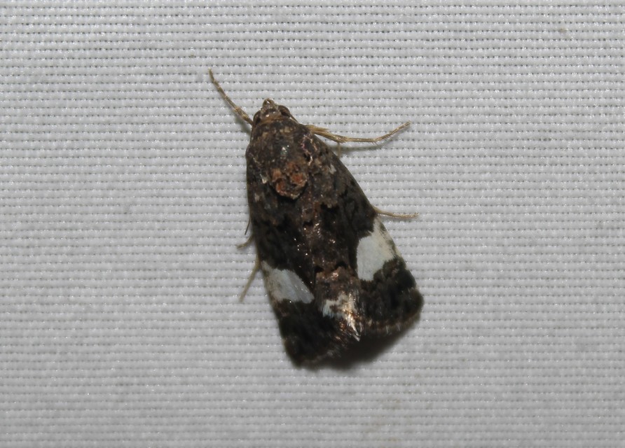 Tyta luctuosa - fekete nappalibagoly