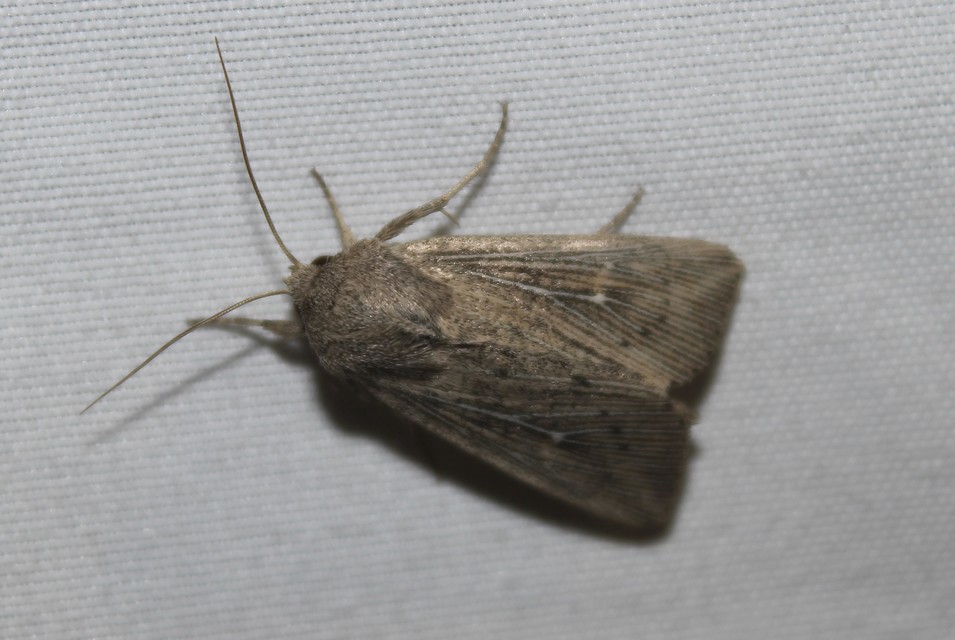 Leucania obsoleta - pontozott rétibagoly