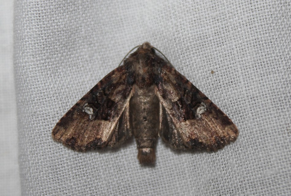Mesapamea secalella/secalis