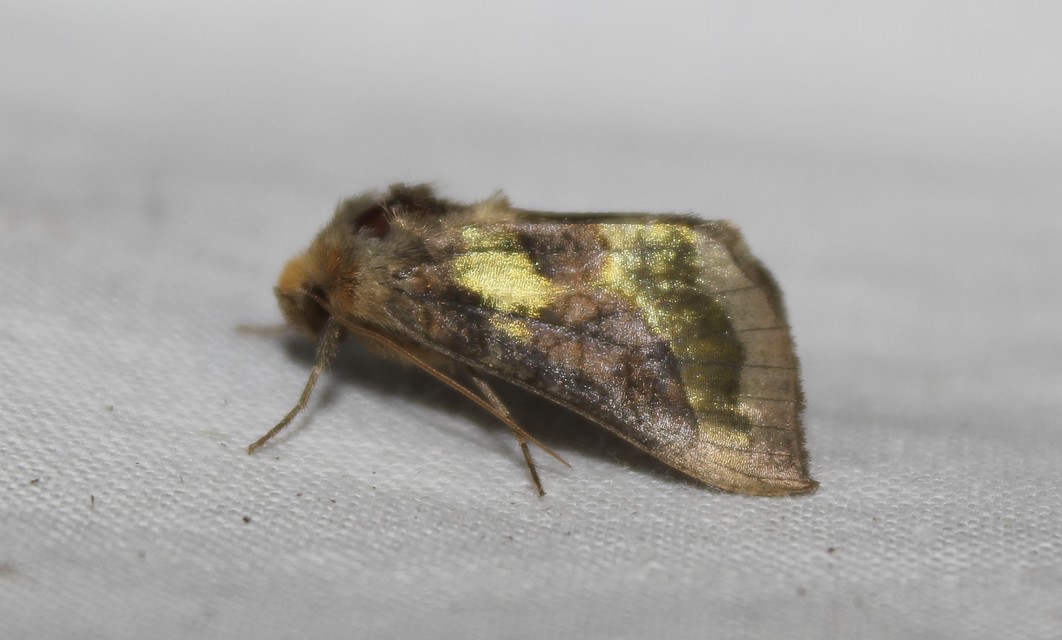 Diachrysia chrysitis - aranybagoly