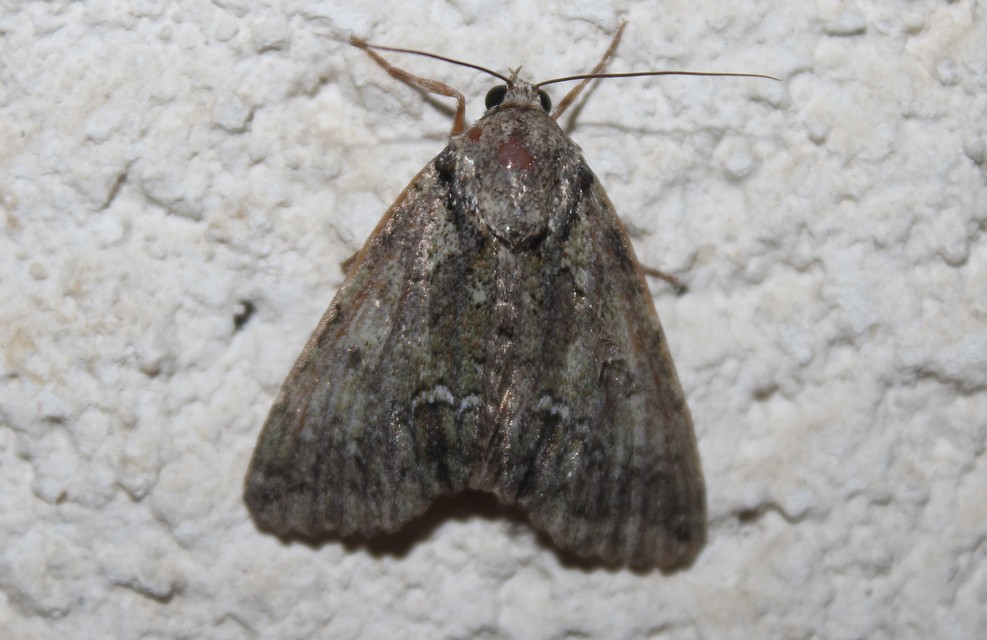 Polyphaenis sericata - selyemfényű erdeibagoly
