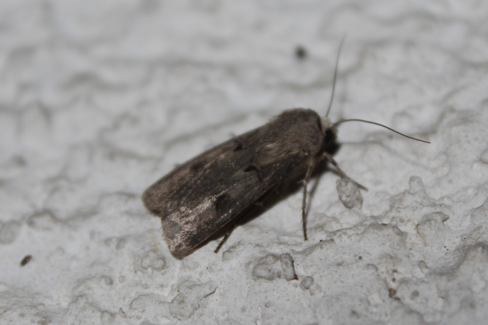 Agrotis exclamationis - felkiáltójeles földibagoly