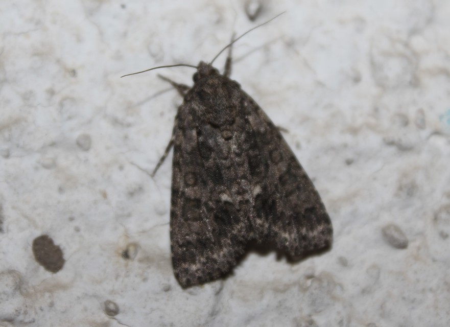 Acronicta rumicis - sóska-szigonyosbagoly