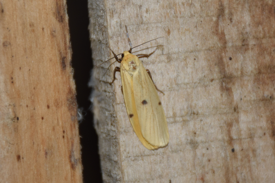 Lithosia quadra - négypettyes zuzmószövő
