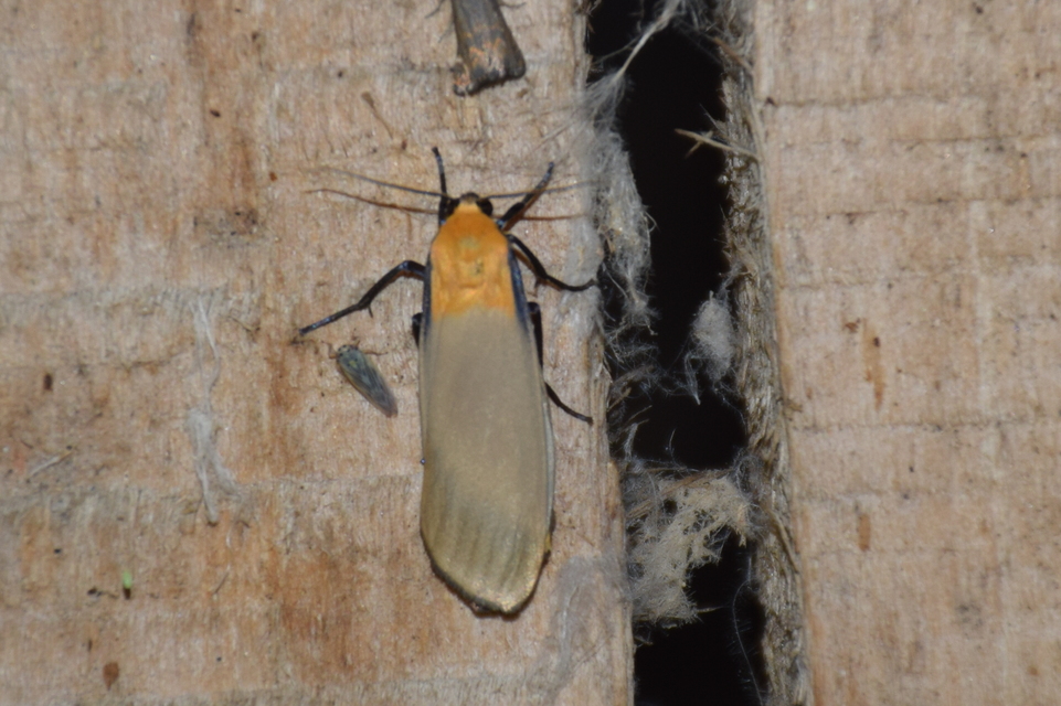 Lithosia quadra - négypettyes zuzmószövő
