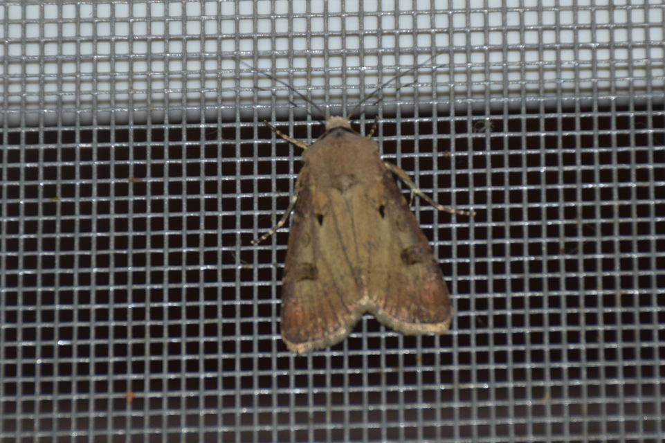 Agrotis exclamationis - felkiáltójeles földibagoly