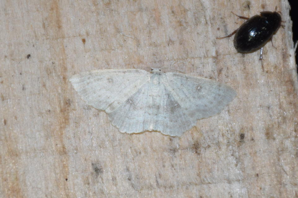 Cyclophora albipunctata - hegyi pettyesaraszoló