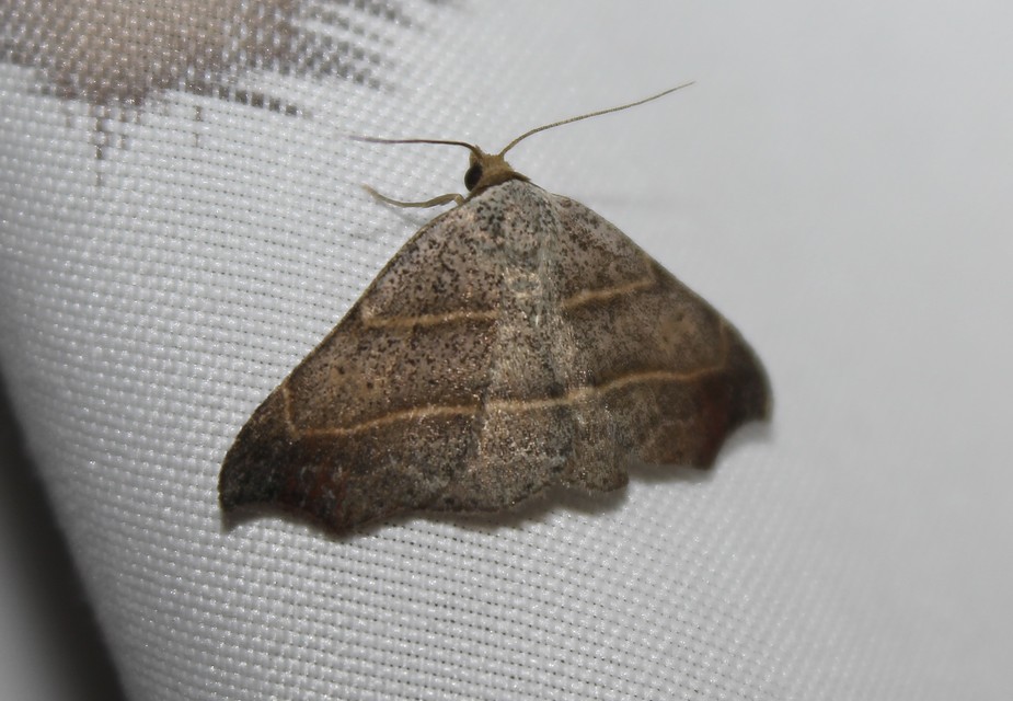 Laspeyria flexula - zuzmóbagoly