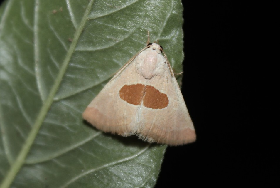 Calymma communimacula - pajzstetűfaló bagoly