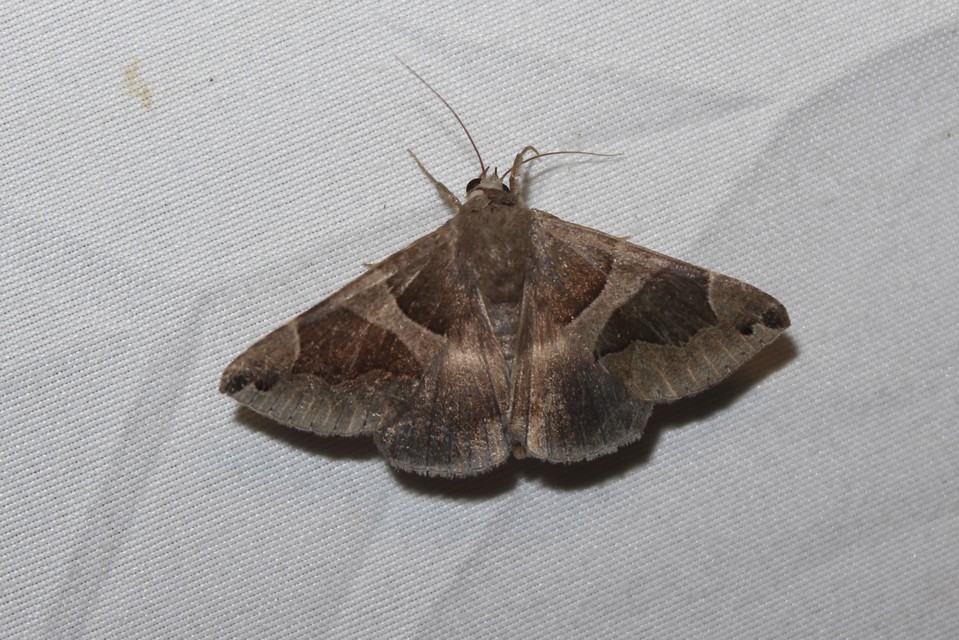 Dysgonia algira - déli porcelánbagoly