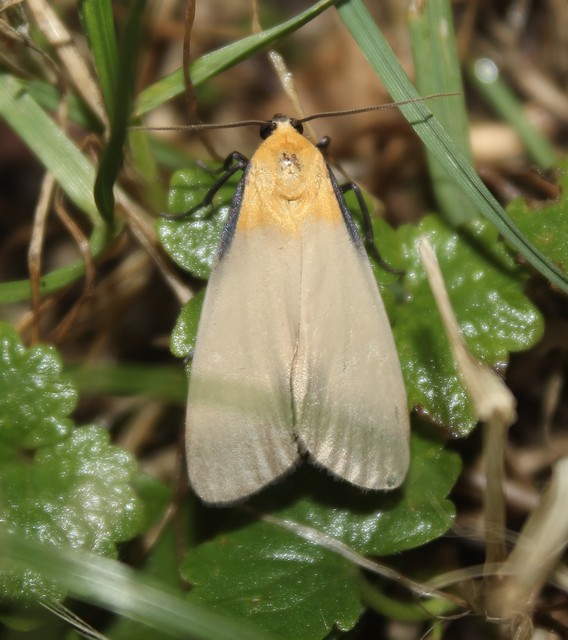 Lithosia quadra - négypettyes zuzmószövő