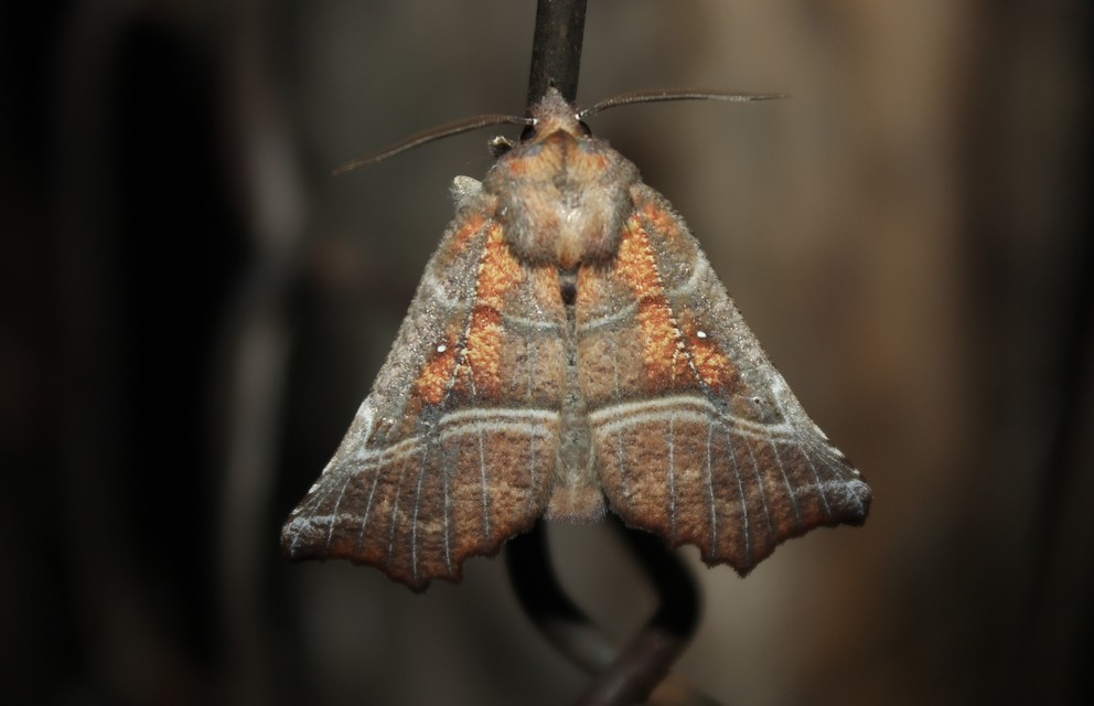 Scoliopteryx libatrix - vörös csipkésbagoly