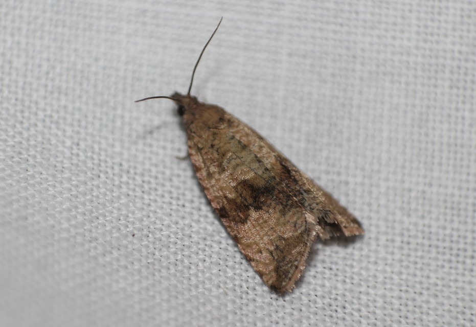 Celypha striana - pitypangfúró tükrösmoly