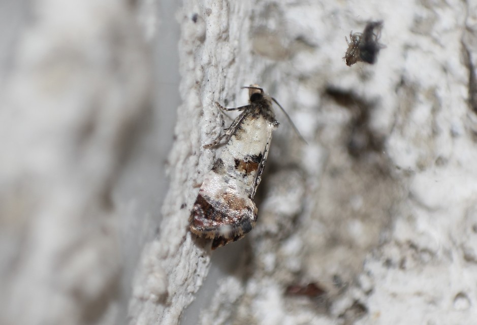 Neocochylis hybridella - keserűgyökér-fúrómoly