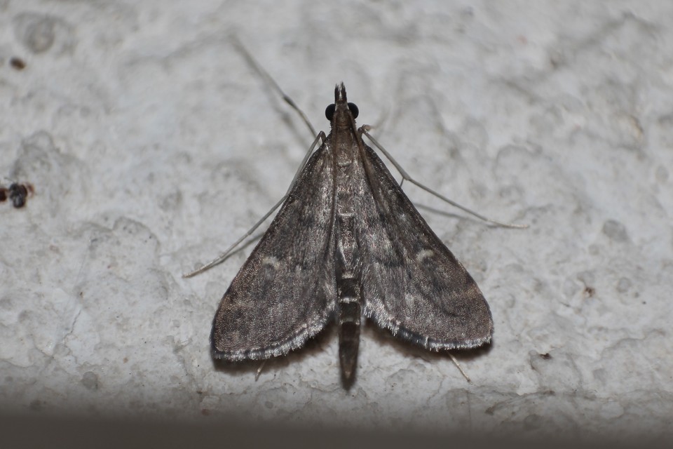 Dolicharthria punctalis - hosszúlábú tűzmoly
