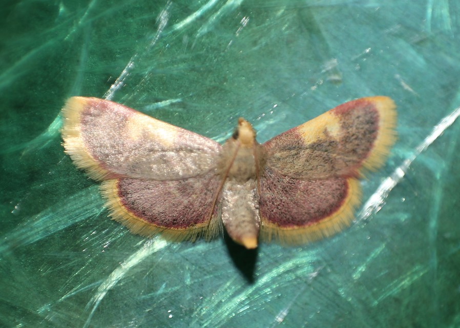 Hypsopygia costalis - szénailonca