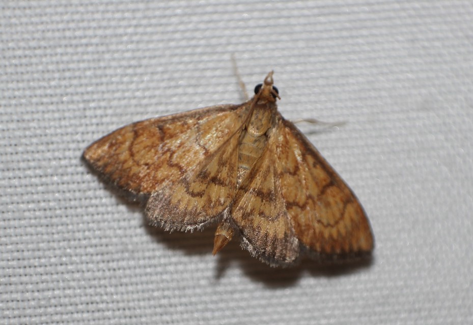 Ecpyrrhorrhoe rubiginalis - rozsdavörös tűzmoly