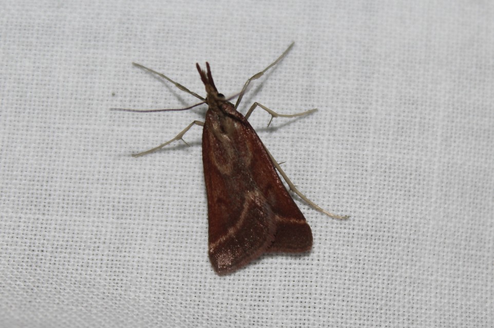 Synaphe punctalis - hosszúlábú fényilonca