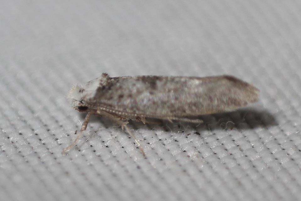 Yponomeutidae - pókhálós-molyfélék