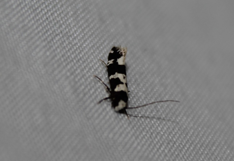 Neurothaumasia ankerella - magyarmoly