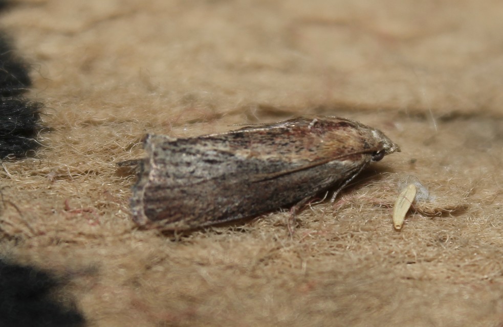 Galleria mellonella - nagy viaszmoly