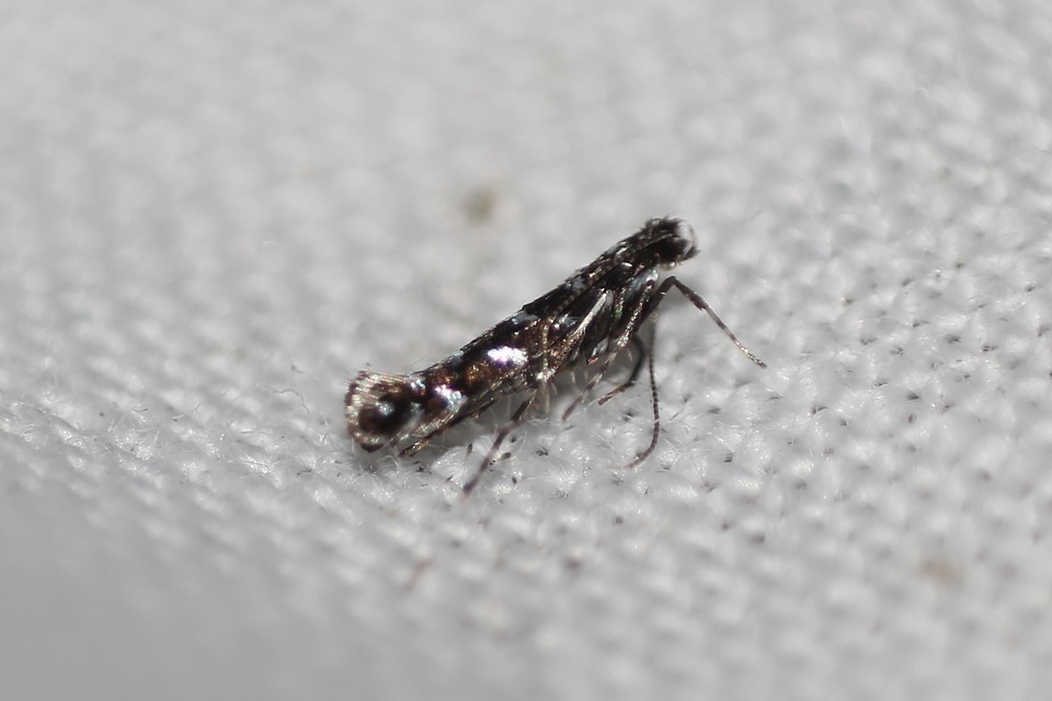 Cosmopterigidae - tündérmolyfélék