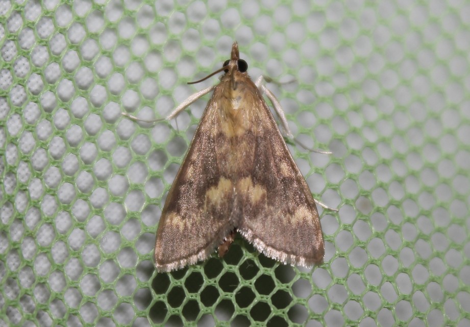 Ostrinia nubilalis - kukoricamoly
