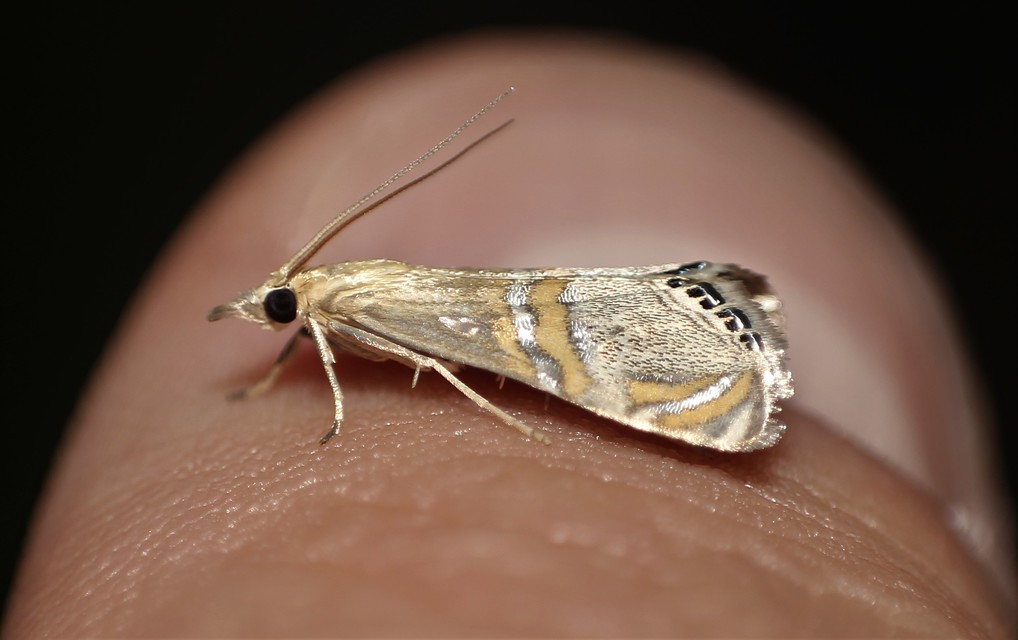 Euchromius bella - cifra mozaikmoly