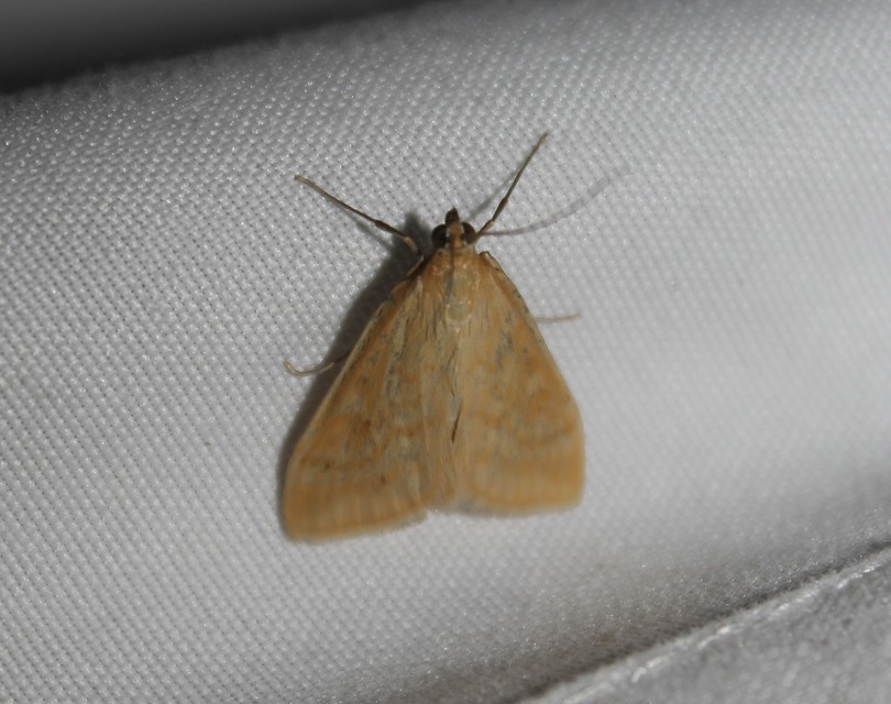 Sitochroa verticalis - világossárga dudvamoly