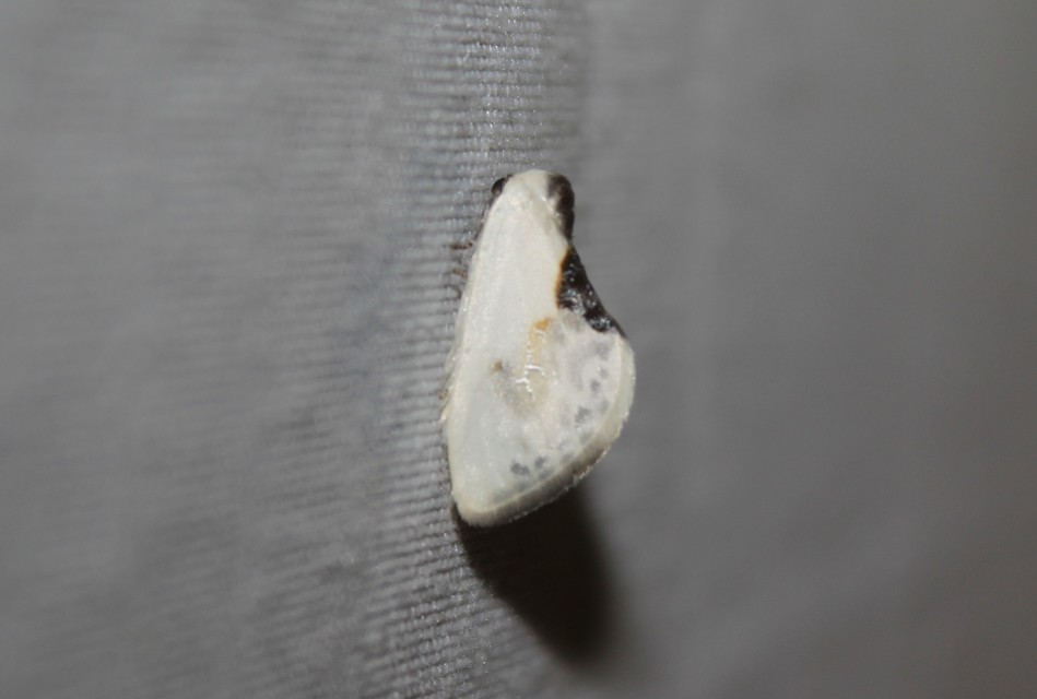 Cilix glaucata - törpe sarlósszövő