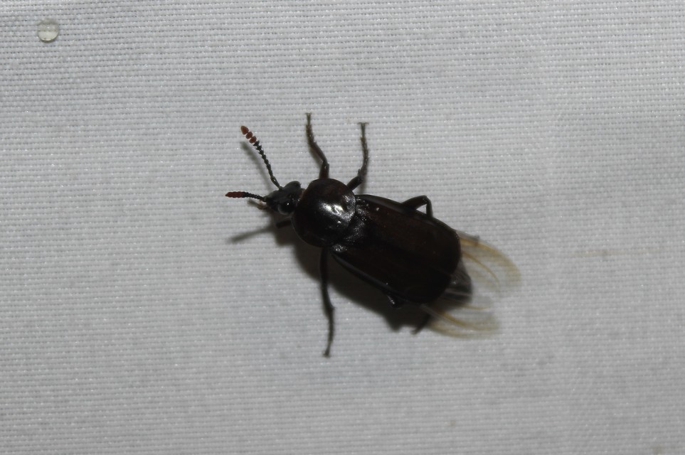 Necrodes littoralis - nagy dögbogár