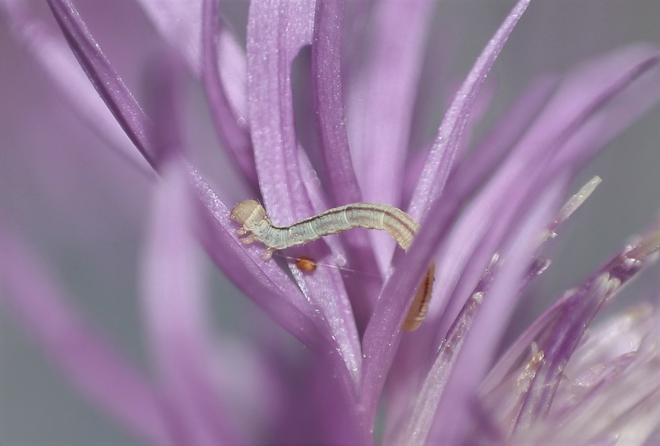 Eupithecia centaureata - búzavirág-törpearaszoló
