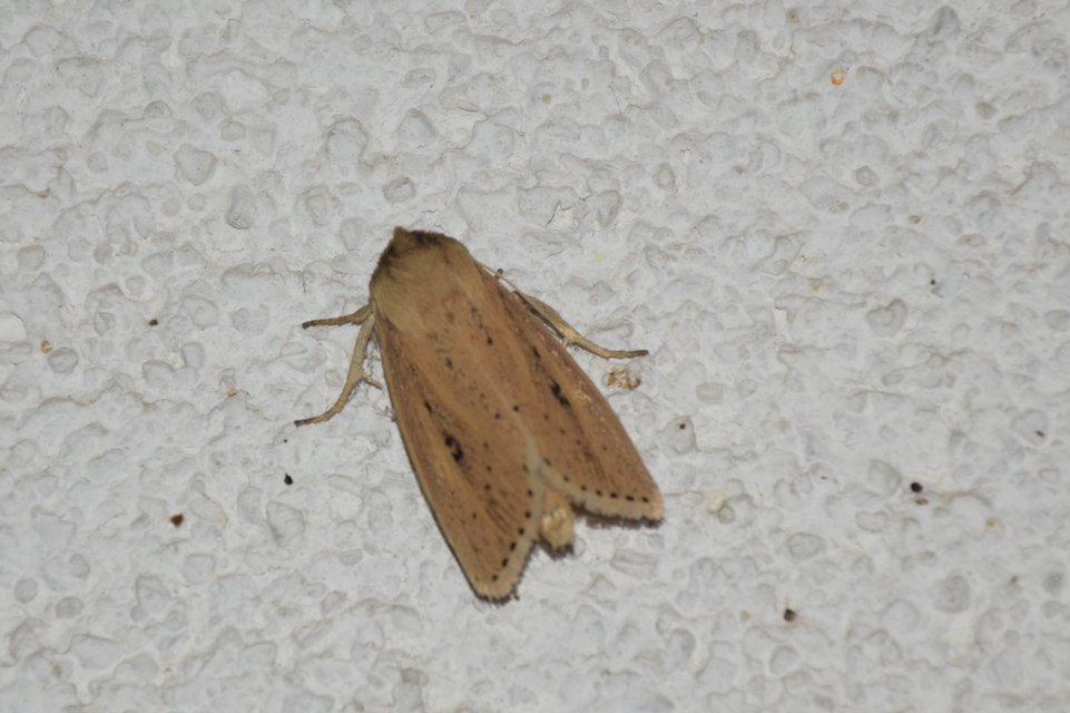 Globia sparganii - nagy nádibagoly