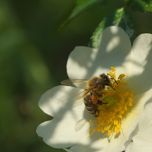 Apis mellifera - háziméh