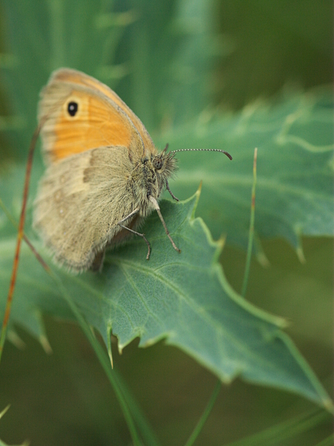 Coenonympha pamphilus - kis szénalepke