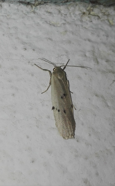 Pelosia muscerda - hamvas zuzmószövő