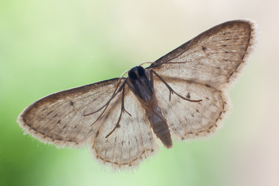 Idaea seriata - szürke apróaraszoló