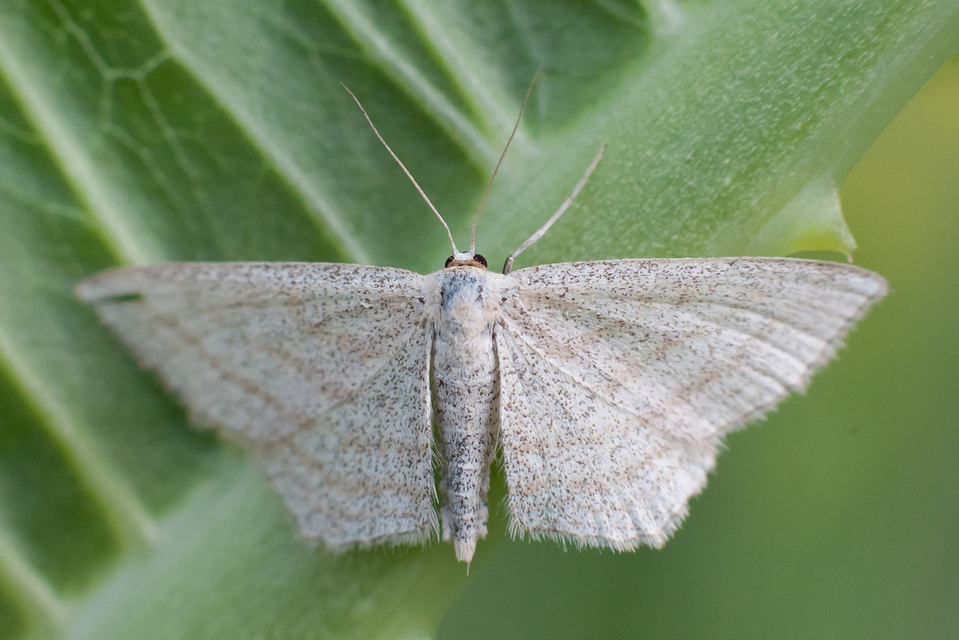 Scopula virgulata - vesszős sávosaraszoló