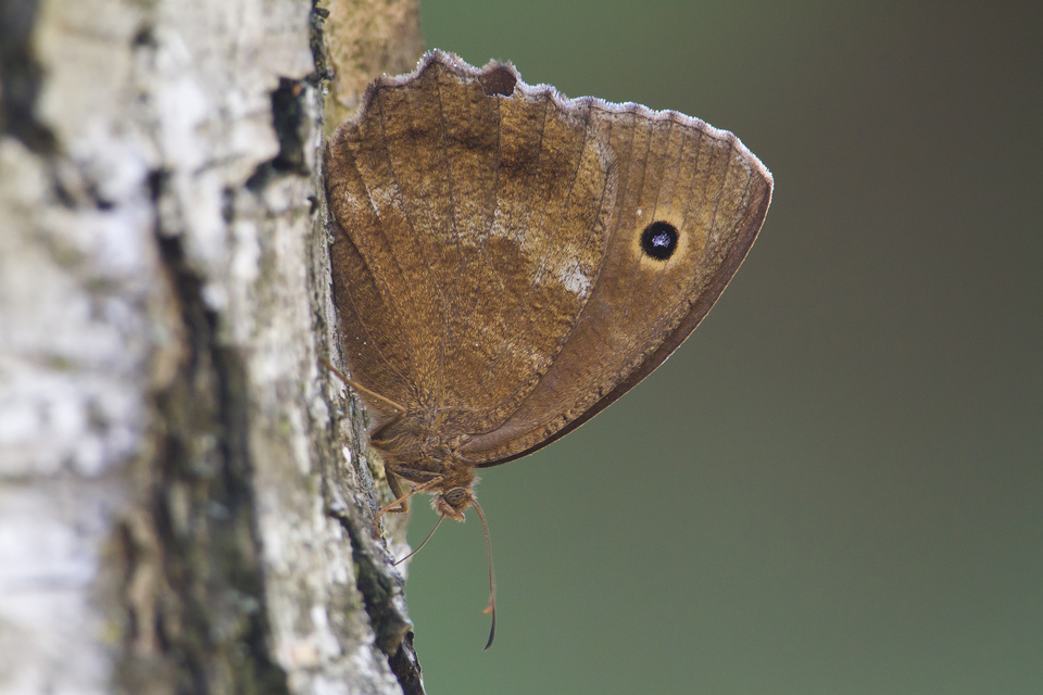 Minois dryas - fekete szemeslepke