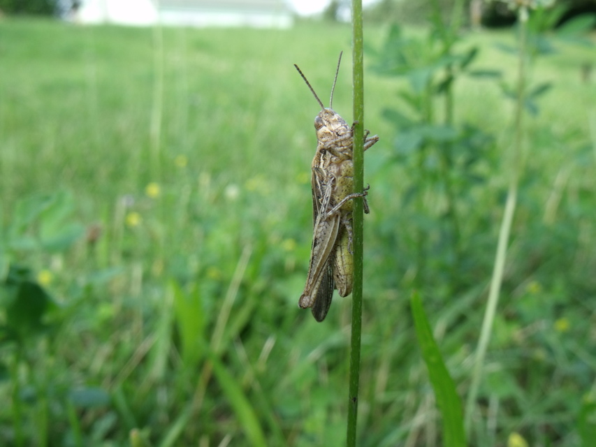 Chorthippus (Glyptobothrus) (subgenus)