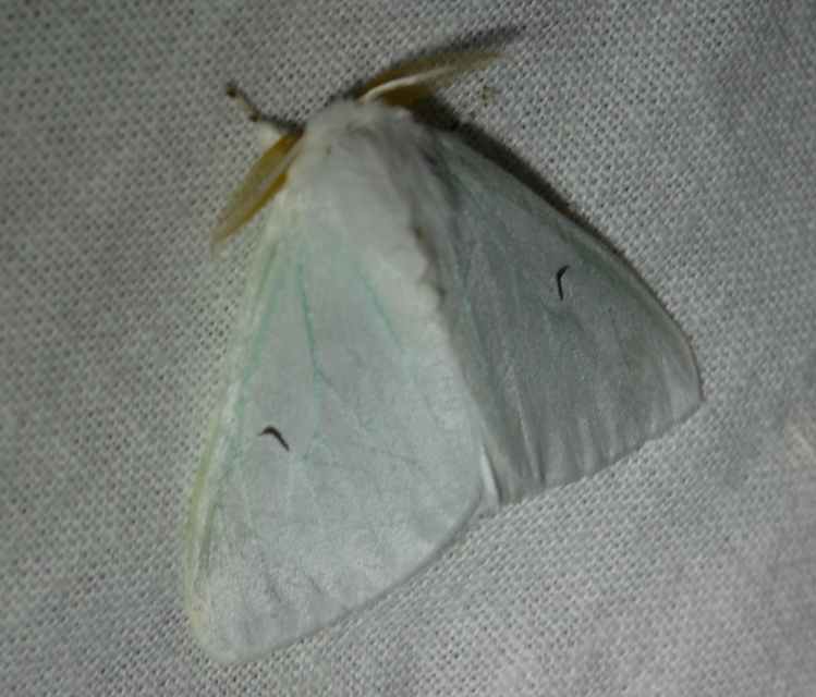 Arctornis l-nigrum - L-betűs gyapjaslepke