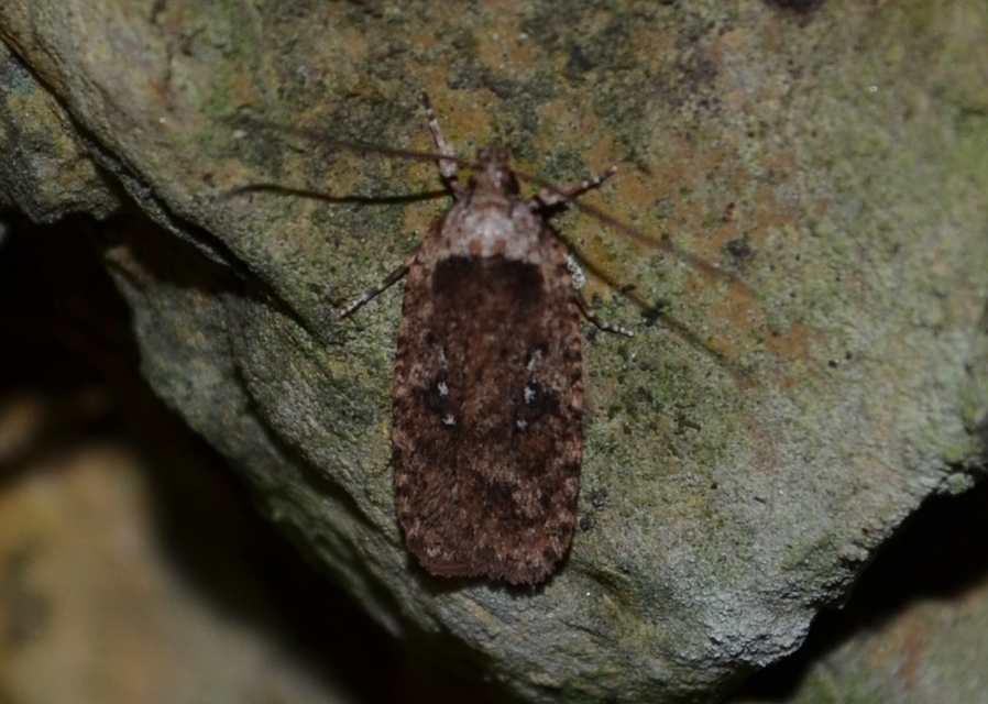 Agonopterix