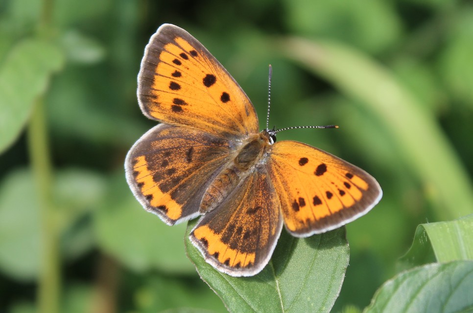 Lycaena dispar rutilus - nagy tűzlepke