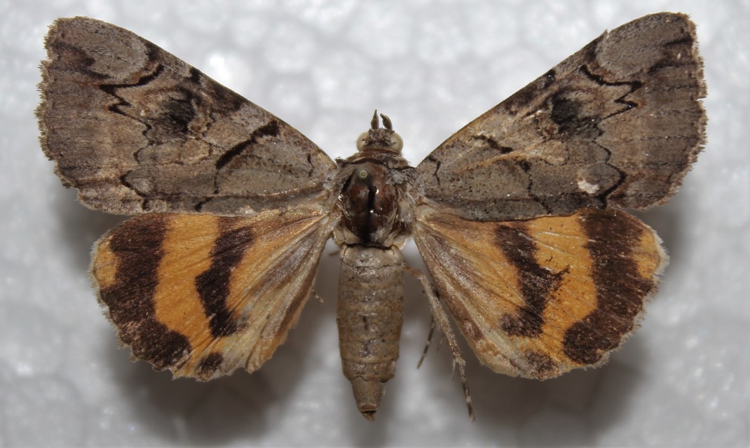 Catocala hymenaea - kökény-övesbagoly