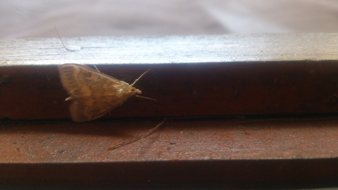 Ostrinia nubilalis - kukoricamoly