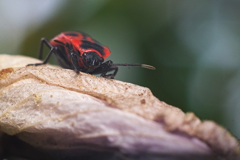 Pyrrhocoris apterus - verőköltő poloska