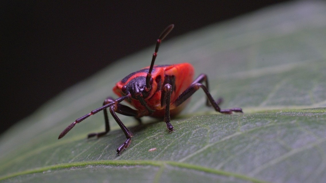 Pyrrhocoris apterus - verőköltő poloska