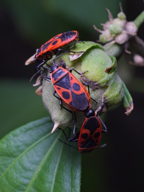Pyrrhocoris apterus - verőköltő poloska