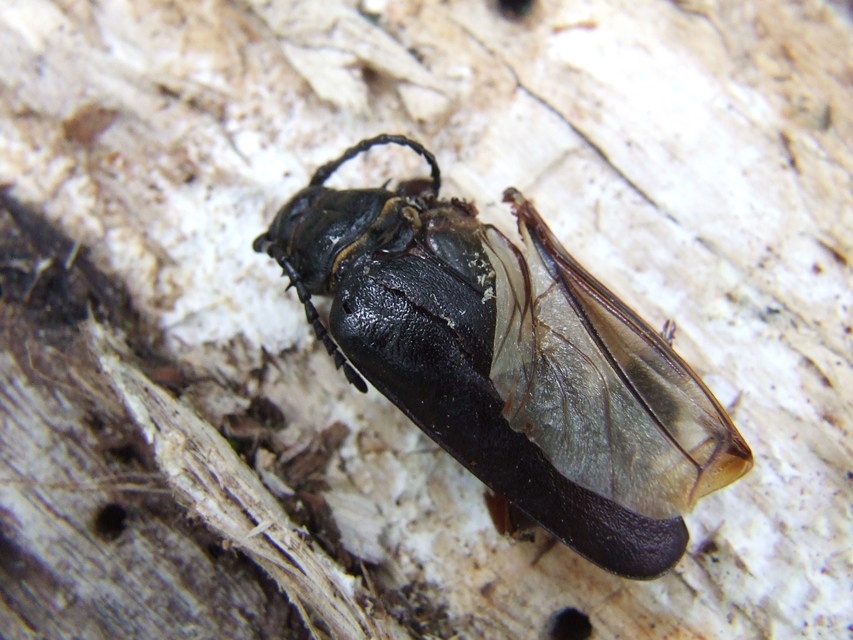 Prionus coriarius - csőszcincér