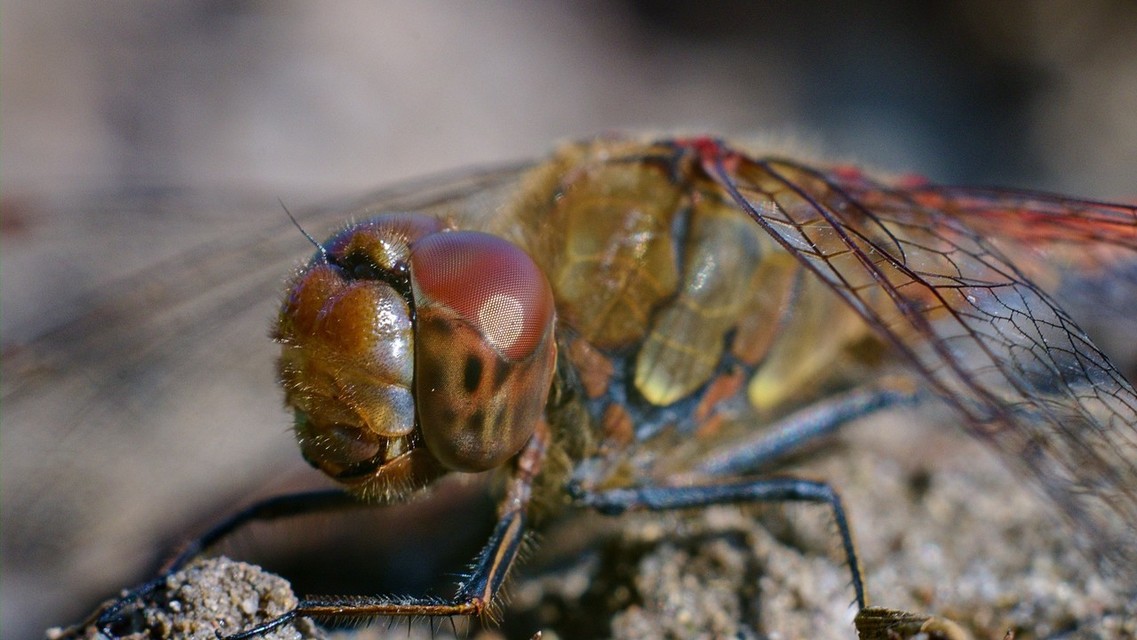Sympetrum striolatum - harántsávos katona-szitakötő
